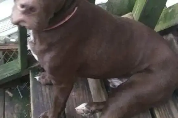 Lost Собака, Male, Entrekin Avenue, 9540, Vancleave - Brownish Red with Amber Eyes - photo