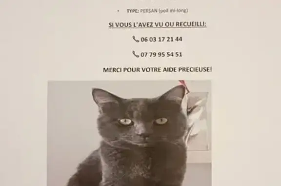 Perdu chat homme, Parc de Parilly, Lyon - Persan gris aux yeux verts - photo