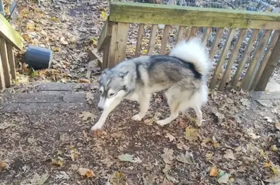 Lost Собака, Female, Madonna Drive, 12246, Lansing - friendly, black grey and white coat - photo