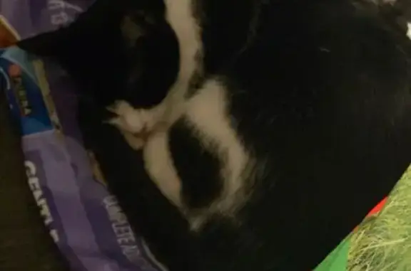 Lost Кошка, Female, Jodie Driv...