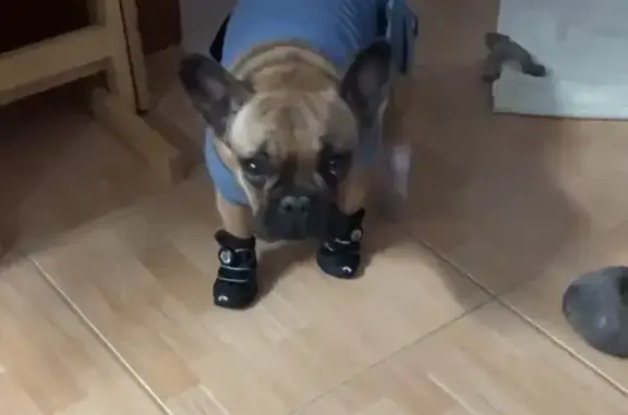 Lost Собака, Doyle Road, 1709, Deltona - Female Frenchie with Black Mask - photo