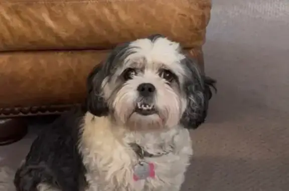 Lost Собака, Female, North 4th Street, 2004, Waco, Temple - Black and white with tan marking - photo