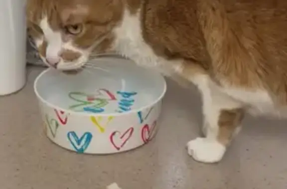 Lost Кошка, Murray Boulevard,...