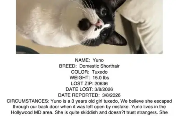 Lost кошка, Hollywood Road, Ar...