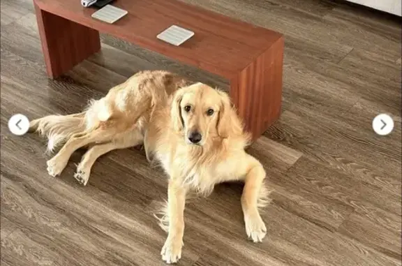Lost Собака, West Morning Vista Road, 1400, Lehi - Male named Viggo - photo