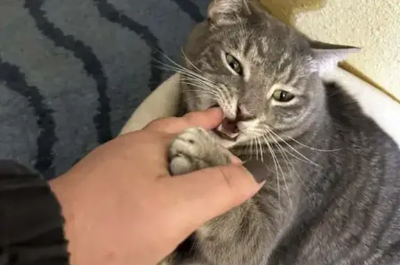 Lost Кошка, Male, East White P...