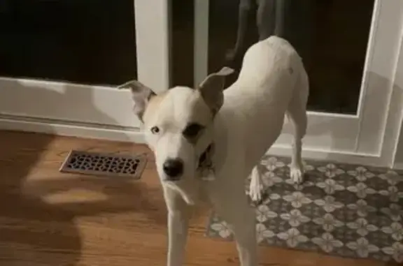 Lost Собака, South Telluride Court, 7505, Centennial - bicolor eyes, brown ears - photo