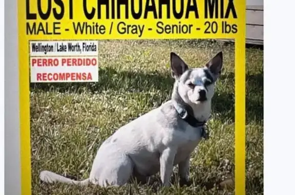 Lost Собака, Florida 7, 4340, Wellington - White and Grey - photo