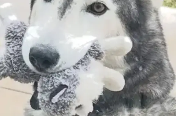 Lost Собака, West Sunnyslope Lane, 9514, Peoria - blue and brown eyes - photo