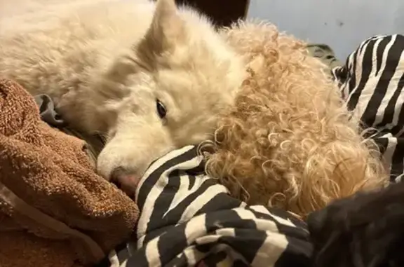 Lost Собака, Tall Trees Road, 154, Trinidad - white siberian husky with ice blue eyes - photo