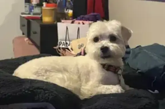 Lost Собака, Broadway Commons, 737, Garland - White short cut yellow Garfield collar - photo