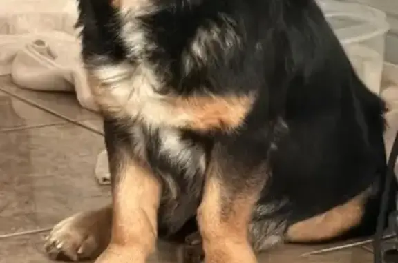 Lost Собака, Vegas Drive, 6101, Las Vegas - white small chest hair, tan legs - photo