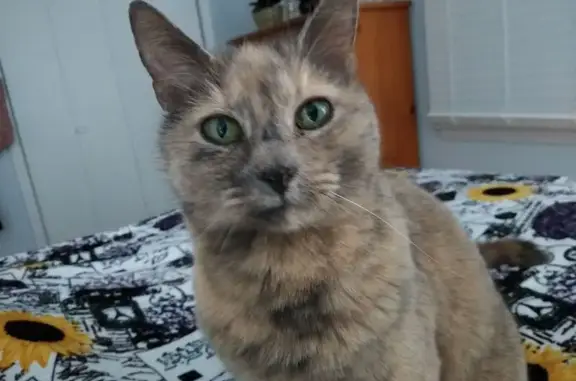 Lost Кошка, South Charlotte Av...