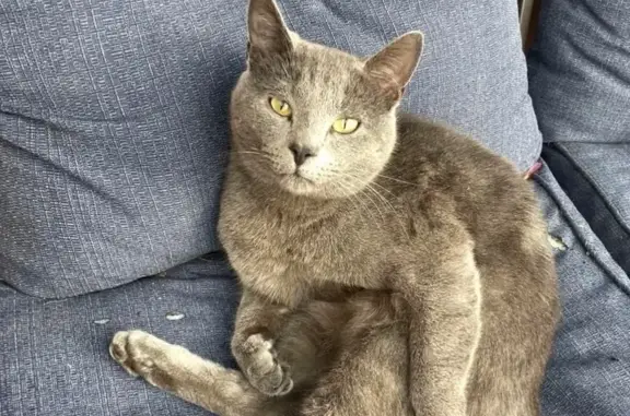 Lost кошка, South Old State Ro...