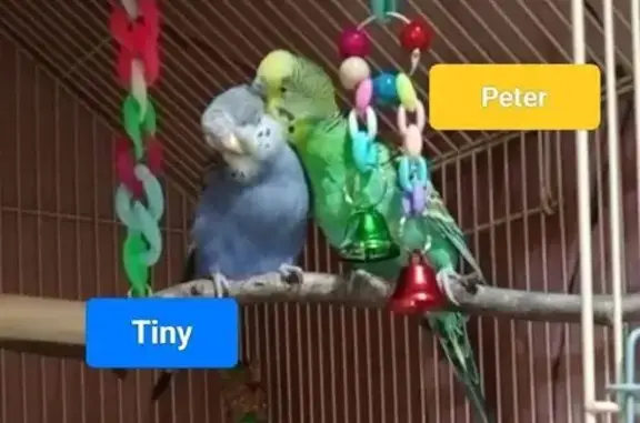 Lost Light Grey/Blue Bird in Adelaide