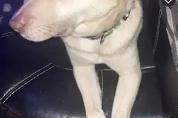 Lost Собака, South Carolina 215, Charlotte - German sheppard mixed with huskey - photo