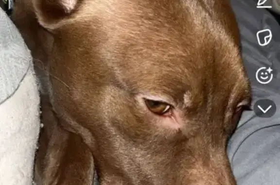 Lost собака, South Carolina 215, South Carolina - brown and white with a curved ear - photo