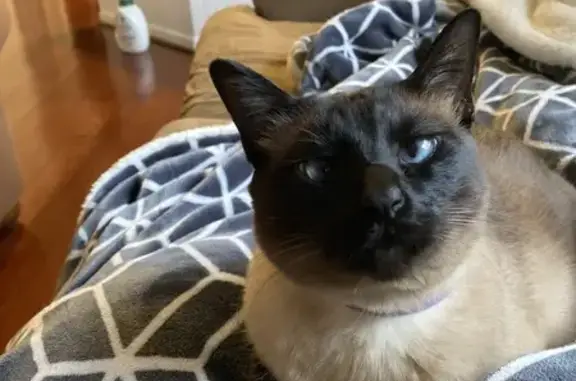 Lost Кошка, Elk Mar Drive, 712...