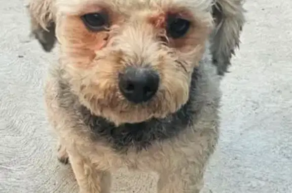 Búsqueda de mascotas, foto: Perro Encontrado: Limpio y Acicalado en Coacalco