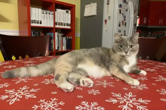 Chat disparu Fille (fl585735) - photo