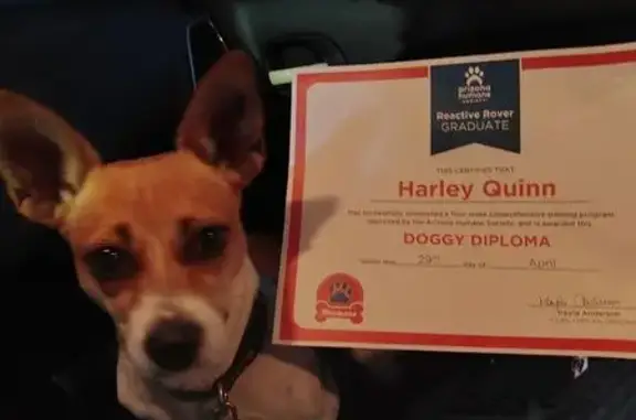 Lost Собака, North 51st Avenue, 50, Phoenix - female Chihuahua - photo