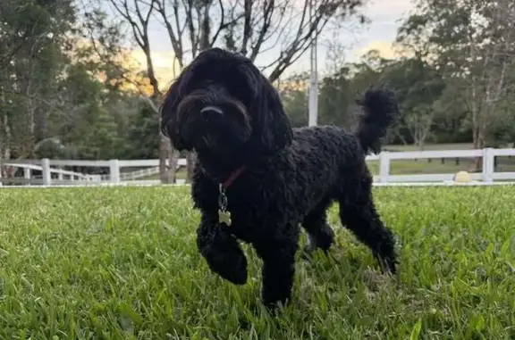 Lost Dog: Bone Collar, Sunshine Coast