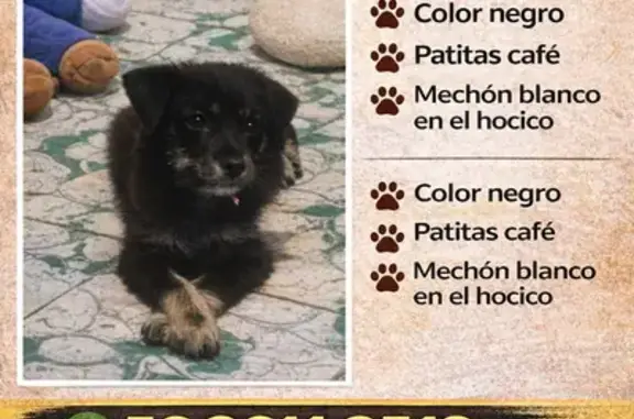 ¡Ayuda a Encontrar a Perrita Negra Perdida!