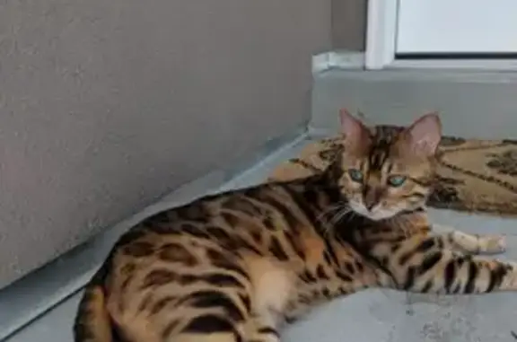 Lost Кошка Male, North 290 Eas...