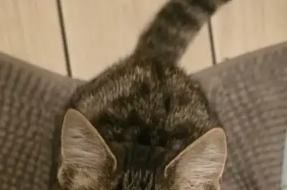 Animaux perdus Saint-Romain-de-Benet, photo: Perdu chat mâle, Rue des Tonnelles, 15, Saint-Romain-de-Benet - Floki, 8 mois