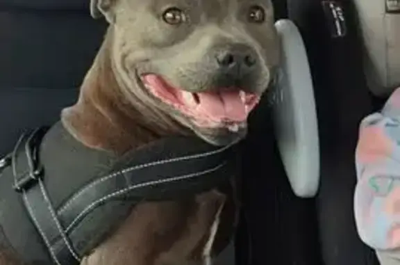 Perdu Chien, Chemin de la Côté, Heudreville-sur-Eure - Staffie bleu bringé, épileptique - photo