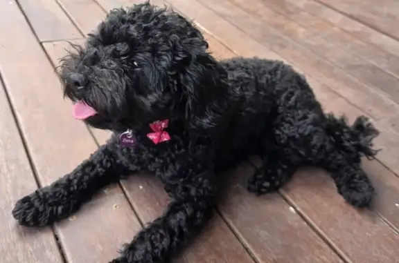 Help Find Dora: Stolen Cavoodle Alert!