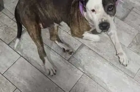 Perro Perdido: Blanca y Atigrada en Sanlúcar