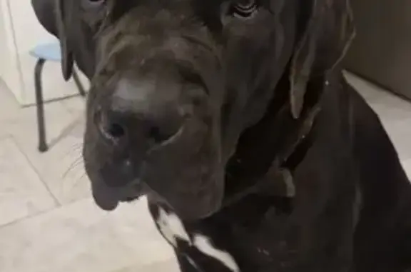 Perdu Chien, Rue de L Hôpital, Lançon-Provence - Cane corso mâle - photo