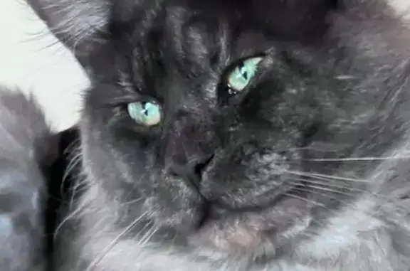 Perdu chat homme, Chez Marin, 500, Grézolles, Saint-Germain-Laval - noir et gris clair Maine coon - photo