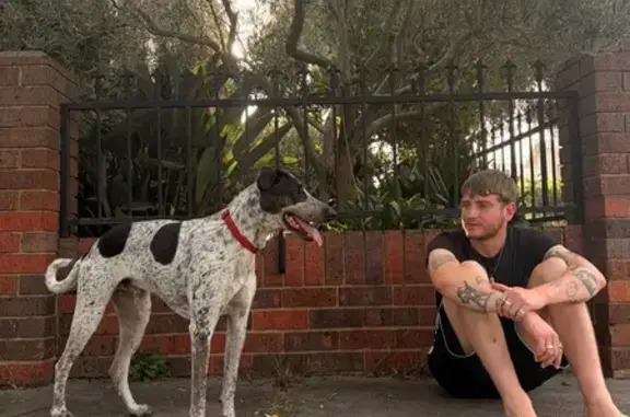 Found Dog: White/Brown Coat, R...