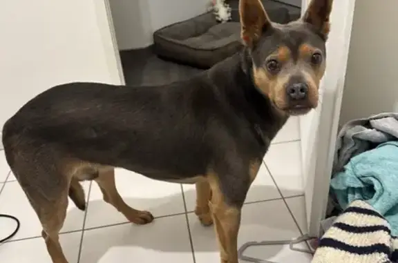 Chien perdu Changé, photo : Chien perdu, Chemin aux Bœufs, Changé - marron clair et foncé