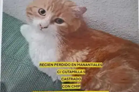 ¡Gato Anaranjado Perdido en Guadalajara!