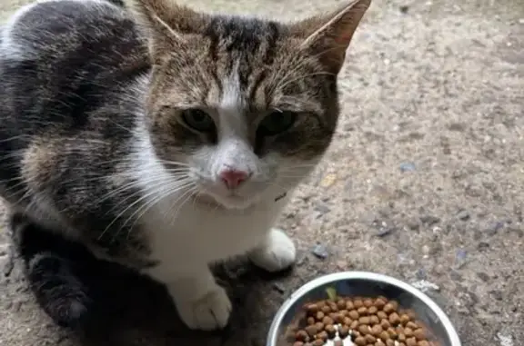 Animaux trouvés Lorient, photo: Chat trouvé, Lorient (ff585748)