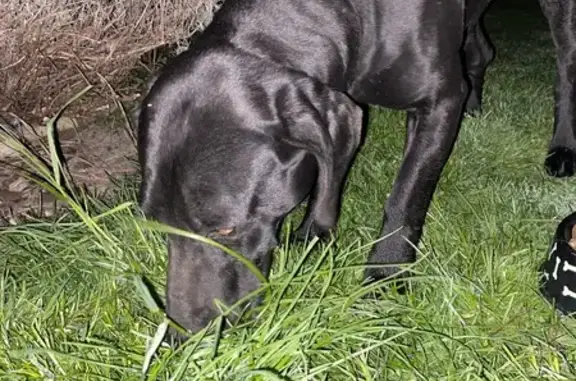Animaux trouvés Lyon, photo: Trouvé chien homme, Art-sur-Meurthe, Lyon - ressemble à un labrador ou à un braque