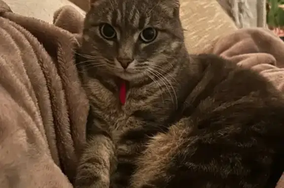 Animaux perdus Toulouse, photo: Perdu chat femelle, Rue Centrale, 24, Niort - grise avec collier rouge