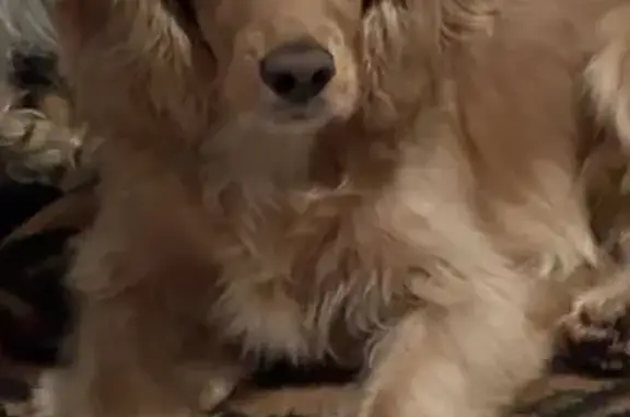 Cocker mediano color miel con el pecho blanco, macho, es nervioso pero no es agresivo.