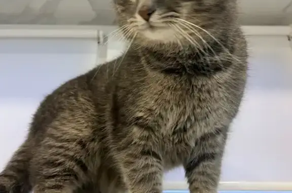 Зникла кішка Том: допоможіть знайти у Кривому Розі