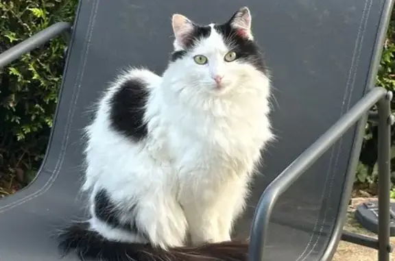 Animaux perdus Paris, photo: Perdu chatte, Allée Nelson Mandela, 8, Lure, Paris - Suzie, blanche et noire à poils longs
