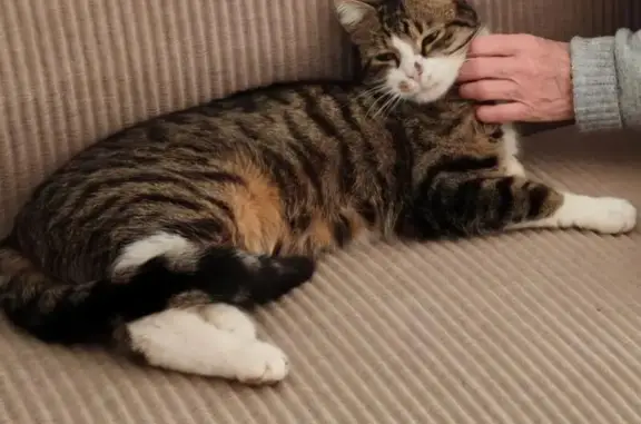 Chat perdu, Paris, photo: Perdu chat mâle, Rue Marius Berliet, Lyon - tigré et un peu roux sous le ventre