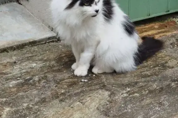 Animaux perdus Les Moutiers-en-Retz, photo: Perdu chat mâle, Rue des Sables, 16, Les Moutiers-en-Retz - blanc et noir, très craintif