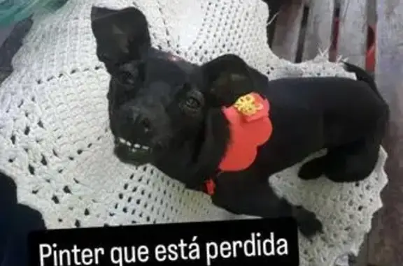 Cachorro perdido