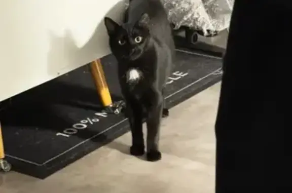 Chat perdu, Paris, photo: Perdu chat homme, Impasse des Ruisseaux, 18, Thyez - noir avec une tache blanche