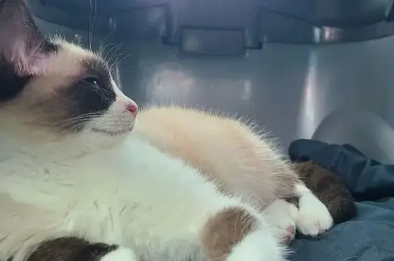 Animaux trouvés Paris, photo: Trouvée chatte, Beauregard-l'Évêque, Paris - croisée siamois de 5 mois