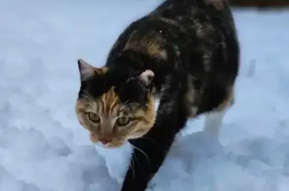 Chat perdu, Gien, photo: Perdu Chat Femelle, Rue des Briqueteries, 21, Gien - écaille de tortue