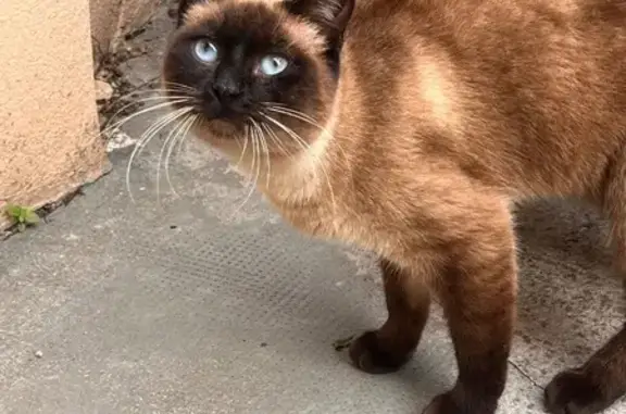 Animaux trouvés Nice, photo: Trouvé chat femme, Avenue Henri Barbusse, 23bis, Nice - plusieurs jours ici